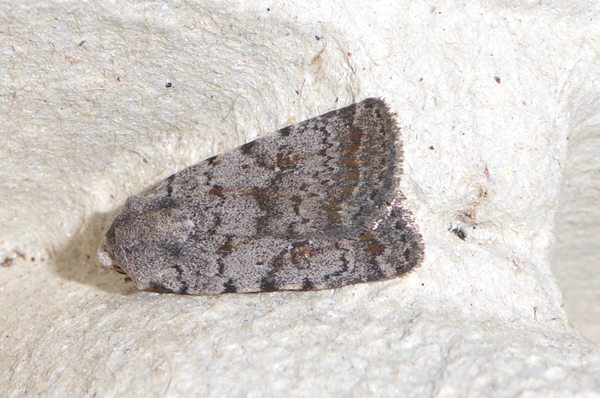 Caradrina (Paradrina) selini selinoides, Noctuidae